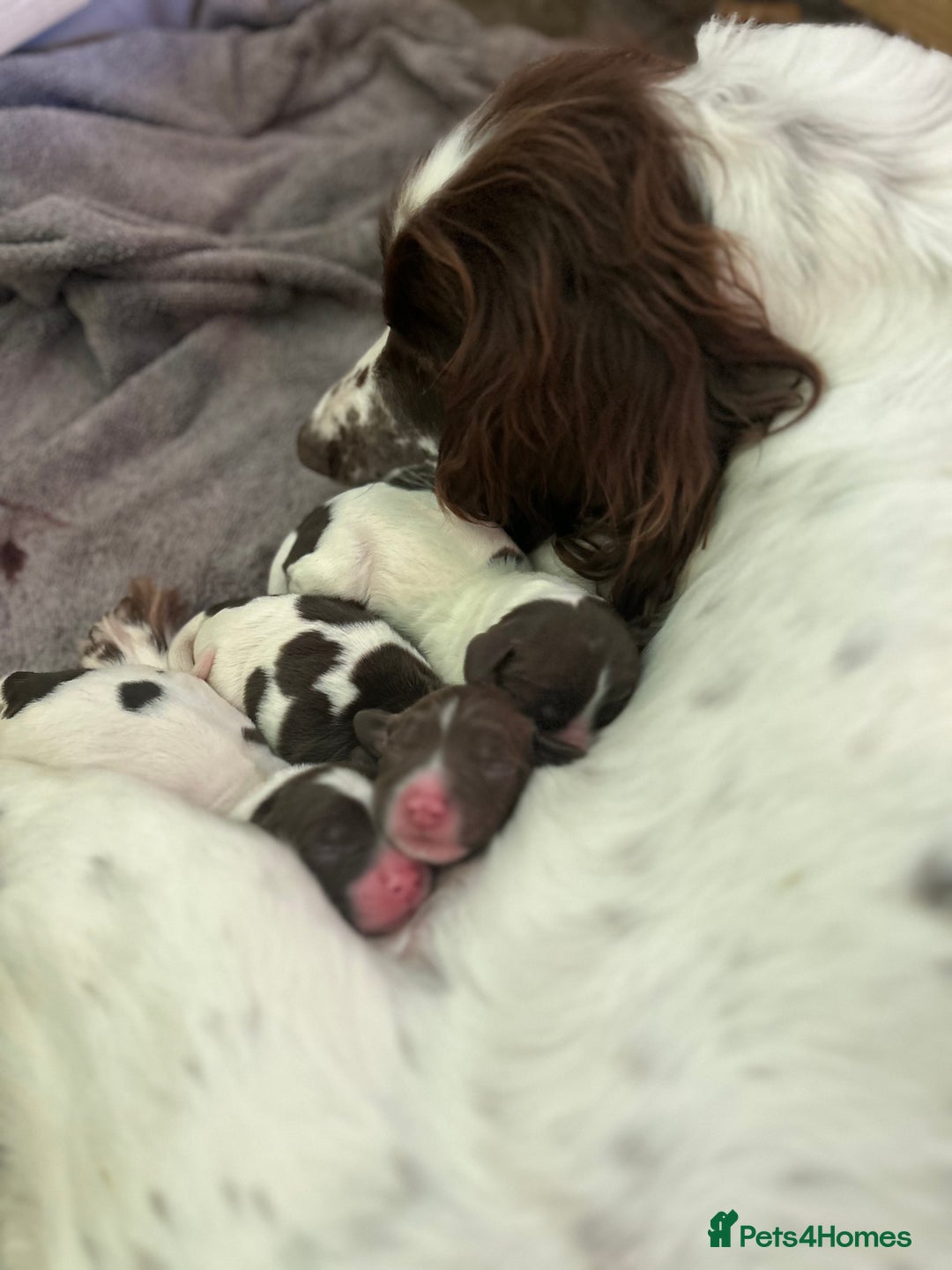 English Springer Spaniel dogs for sale: Springer Spaniel Puppies in Wigan - Image 1