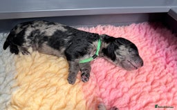 Mixed Breed dogs for sale: Goldendoodle/Australian double doodles  - Image 16