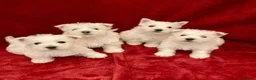 West Highland Terrier dogs for sale: STUNNING WESTIE PUPPIES READY in Oldham - Advert 3