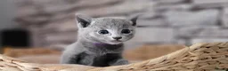 Russian Blue cats for sale: Pure Russian Blue kittens for sale 💙  - Advert 18