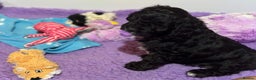 Australian Labradoodle dogs for stud: Miniature Australian Labradoodle (Health Tested) in Alford - Advert 26