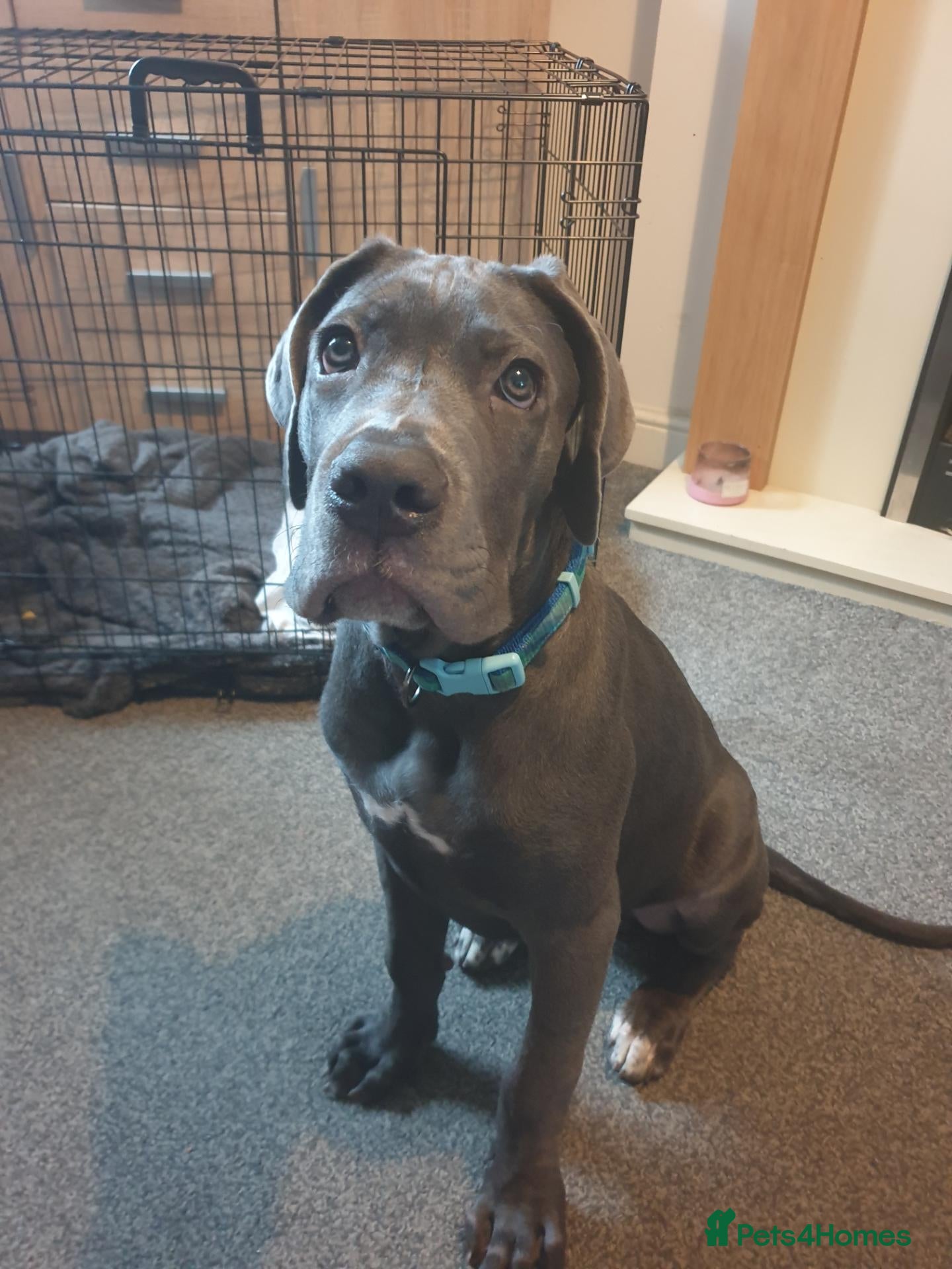 Cane Corso dogs 18 week old blue cane corso puppy - Advert 9