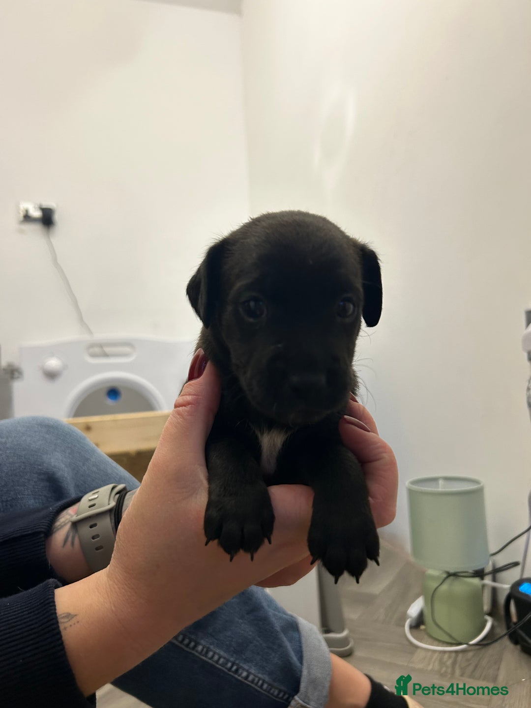 Jack Russell dogs for sale: Beautiful Jack Russell Pups 1 boy/ 1 girl  - Image 16