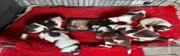English Springer Spaniel dogs for sale: 3 Springer Boys available  - Advert 19