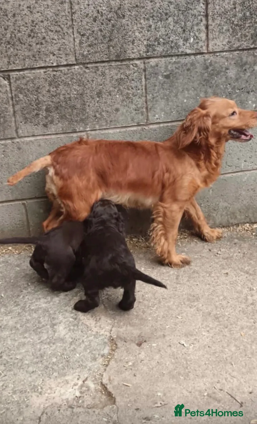 Cocker Spaniel dogs for sale: Beautiful Chocolate cocker spaniels puppies in Liverpool - Advert 2