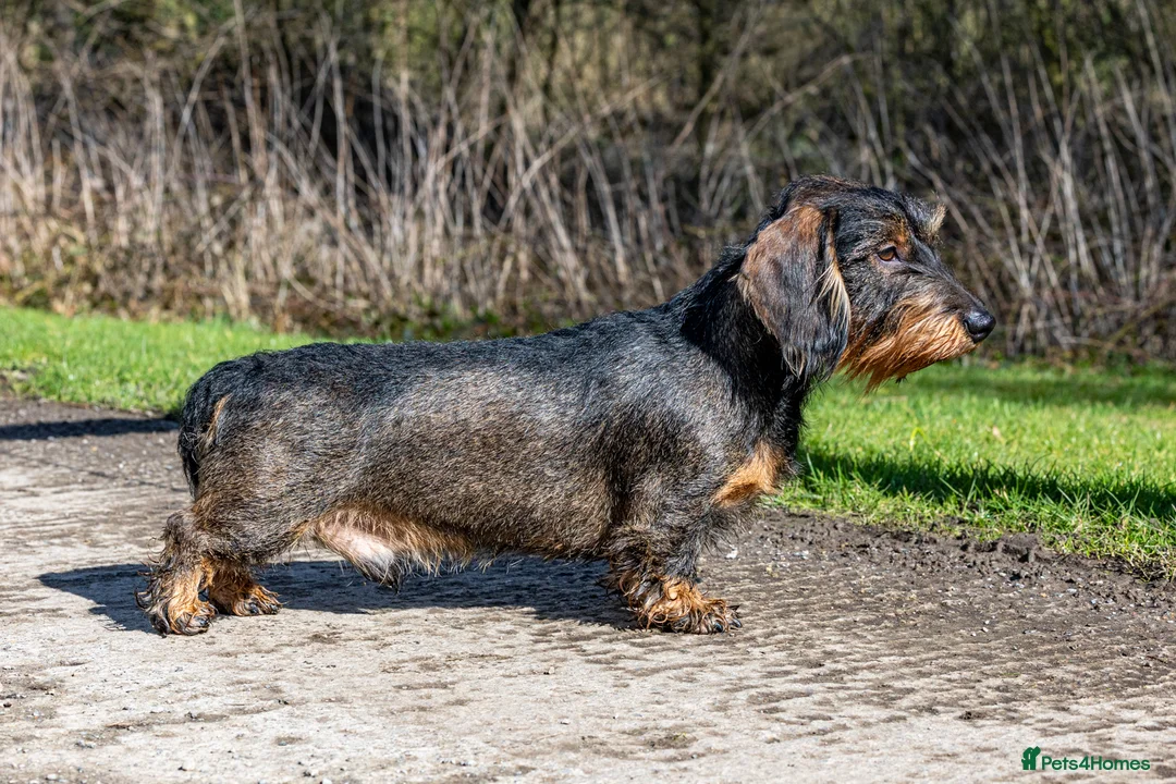 Dachshund dogs for stud: CHAMPION LINES 0% COI WIREHAIRED DACHSHUND STUD  in Stockton-on-Tees - Advert 2