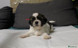 Shih Tzu dogs for sale: LOVELY SHIH TZU PUPPIES  - Image 35