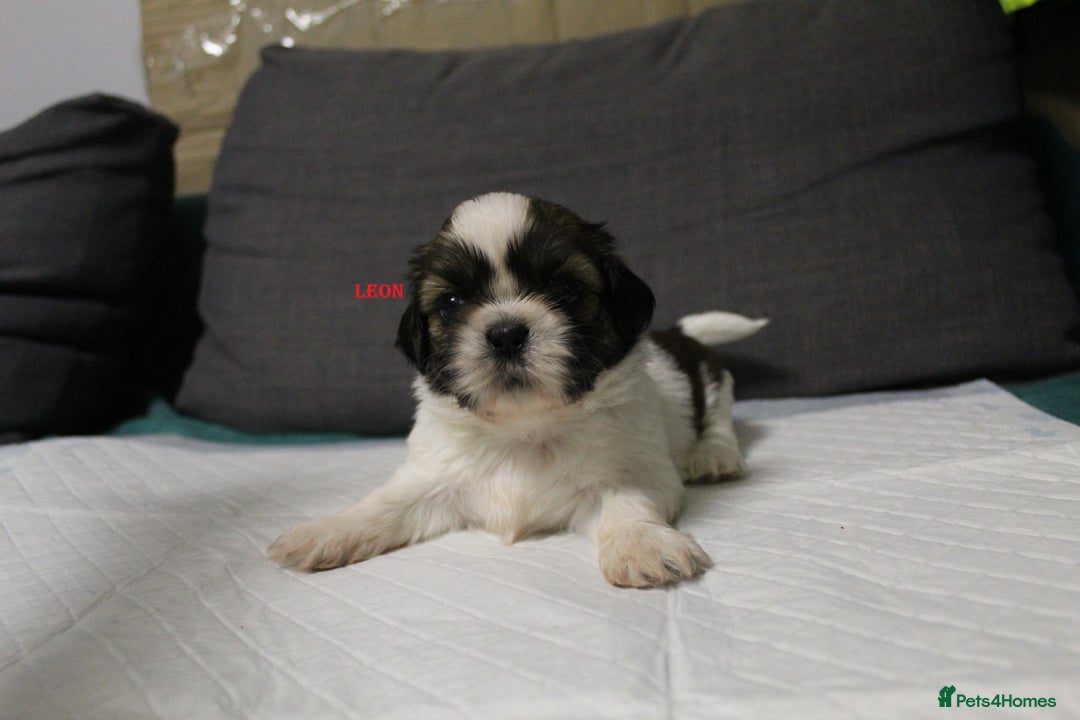 Shih Tzu dogs for sale: LOVELY SHIH TZU PUPPIES  - Image 35