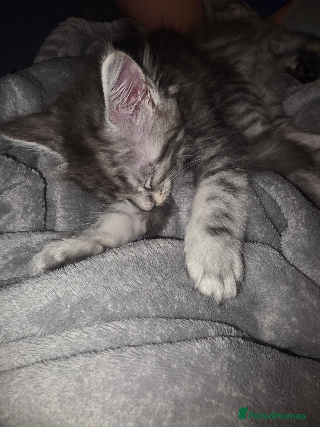 Maine Coon cats for sale: Xl Maine coon kittens  - Image 4