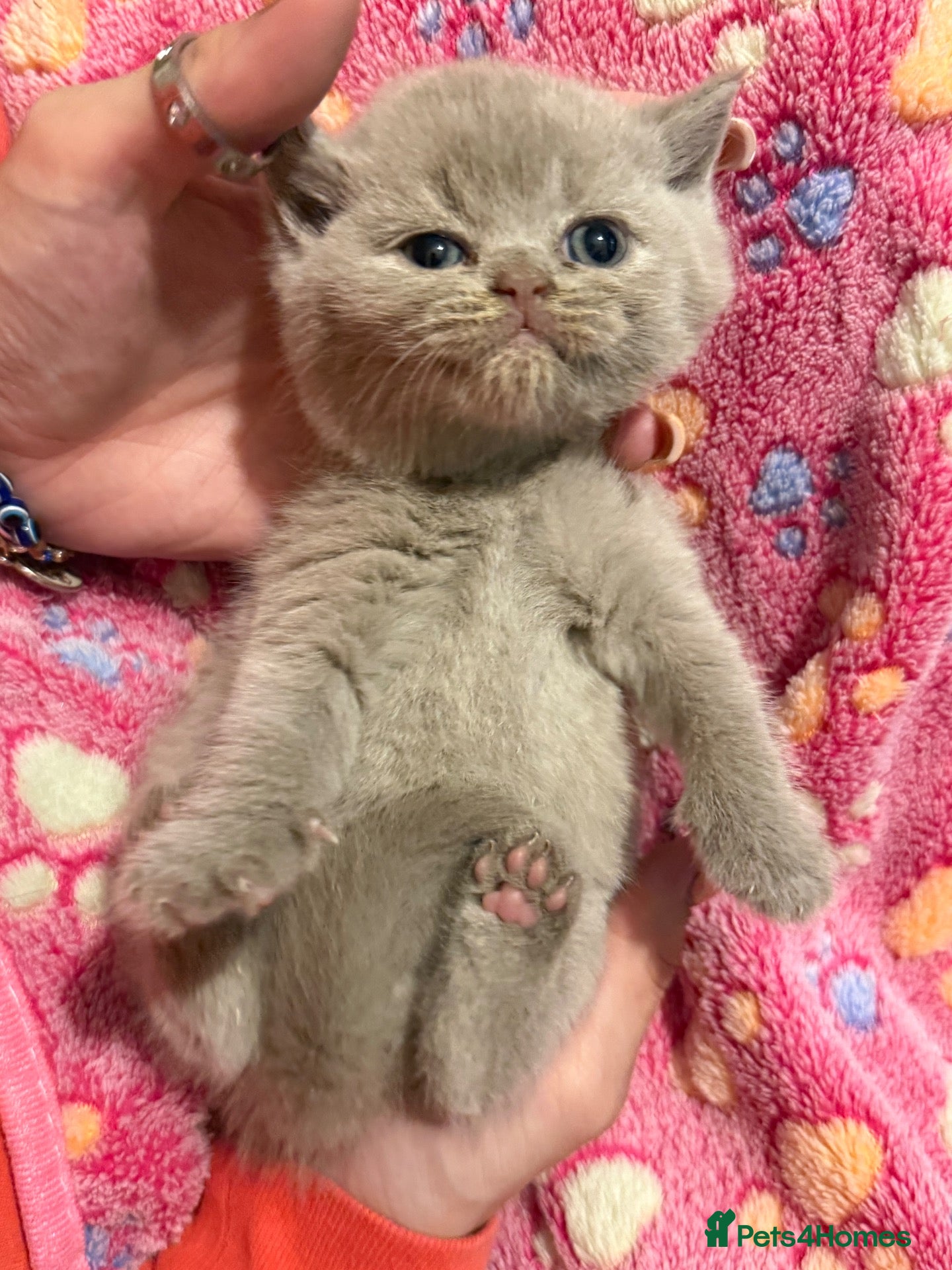 British Shorthair cats Supreme Champion Line British Shorthair Kittens - Advert 1