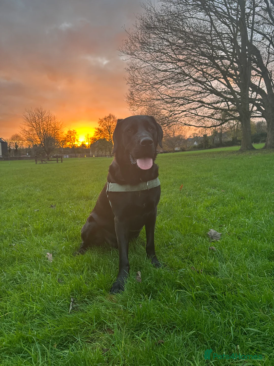 Mixed Breed dogs for sale:  Beautiful mastador neutered male in Wetherby - Advert 1