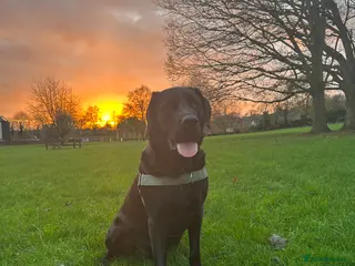 Mixed Breed dogs Beautiful mastador neutered male - Advert 13