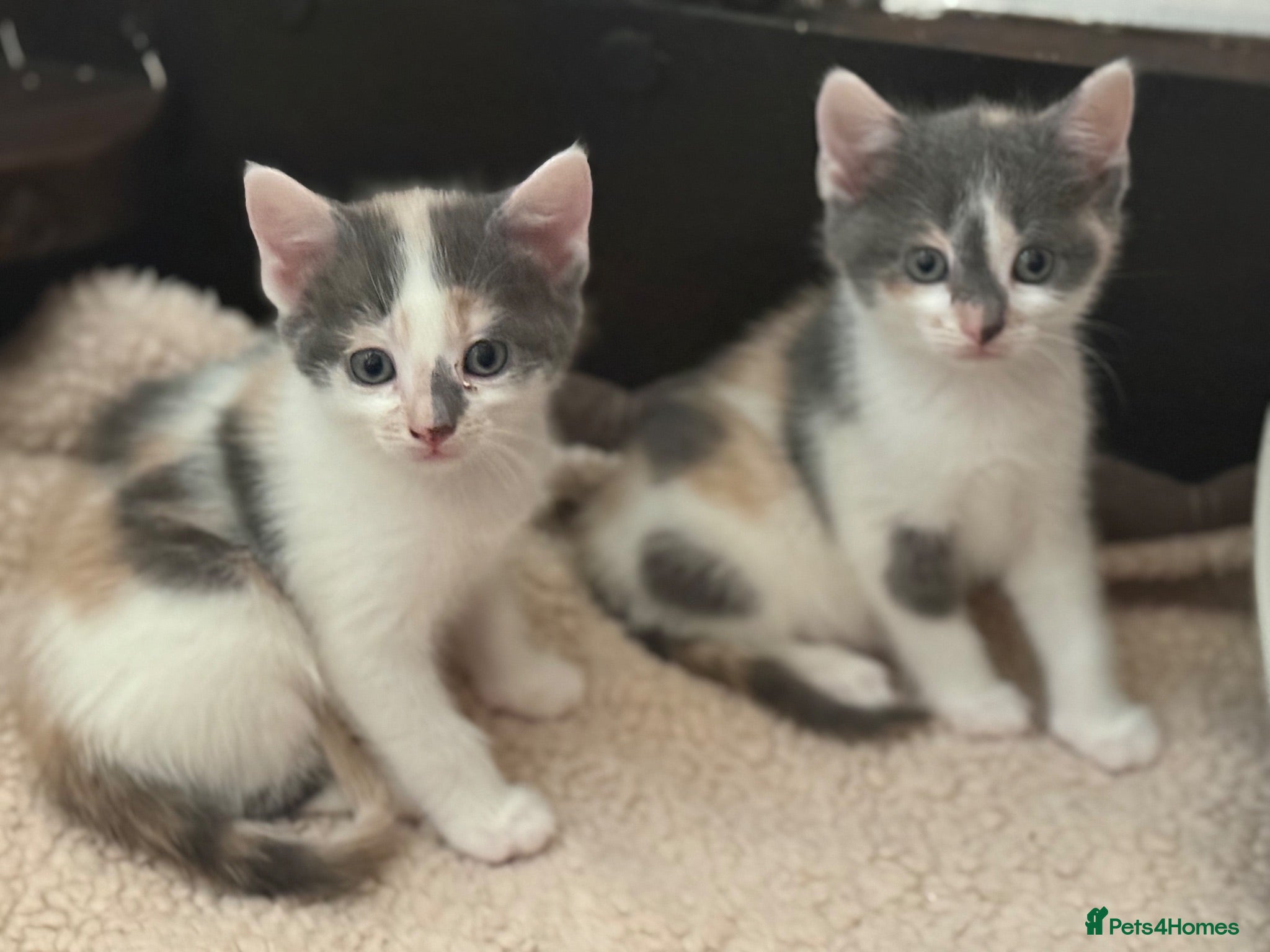 Domestic Shorthair cats Stunning energetic kittens - Advert 1