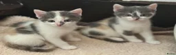 Domestic Shorthair cats for sale: Stunning energetic kittens - Advert 1
