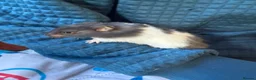 Hamster rodents for sale: Female Syrian hamsters  - Advert 2