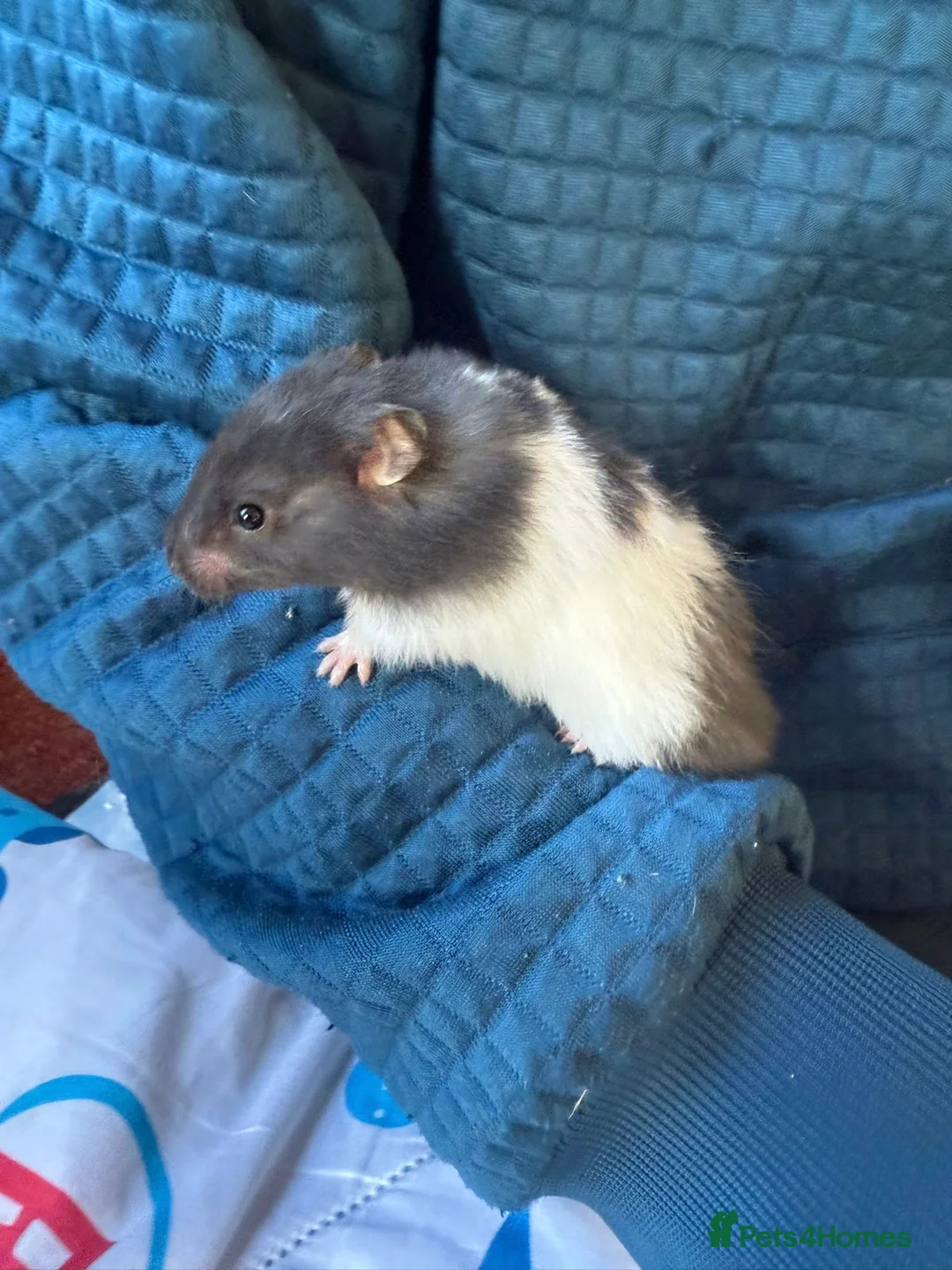 Hamster rodents for sale: Female Syrian hamsters  - Advert 2