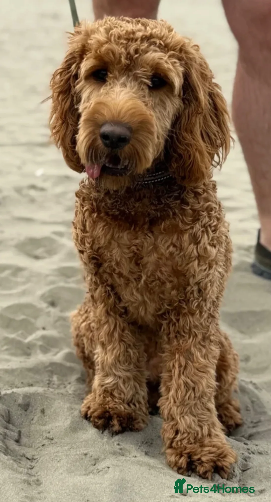 Cockapoo dogs for sale: 20 Month Old Cockapoo - Advert 2
