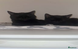 Domestic Shorthair cats for sale: Lovely male kitten for sale - Image 4