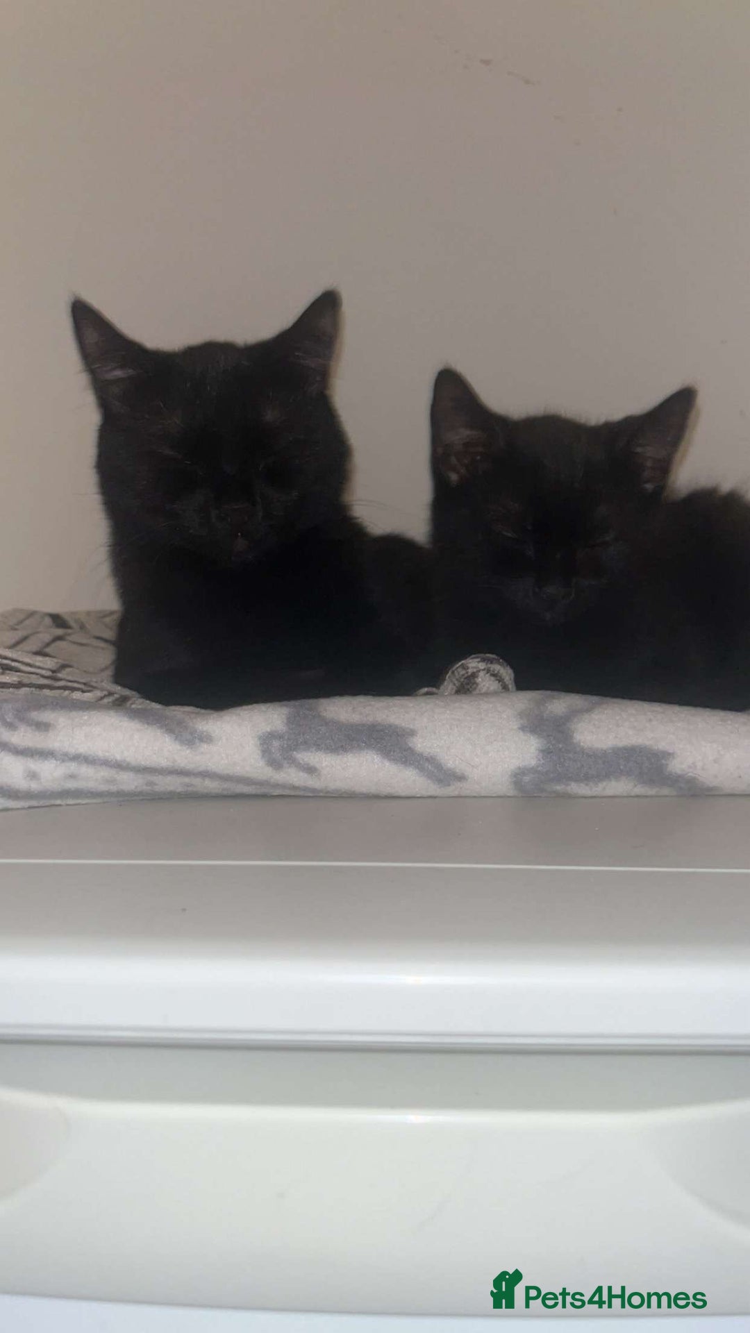 Domestic Shorthair cats for sale: Lovely male kitten for sale - Image 4