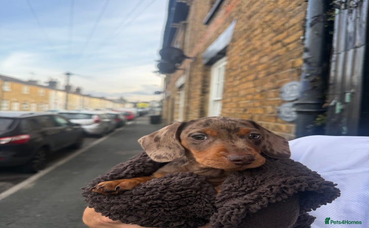 Miniature Dachshund dogs - Advert 12