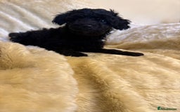 Toy Poodle dogs for sale: adorable toy poodle pups health tested  - Advert 8