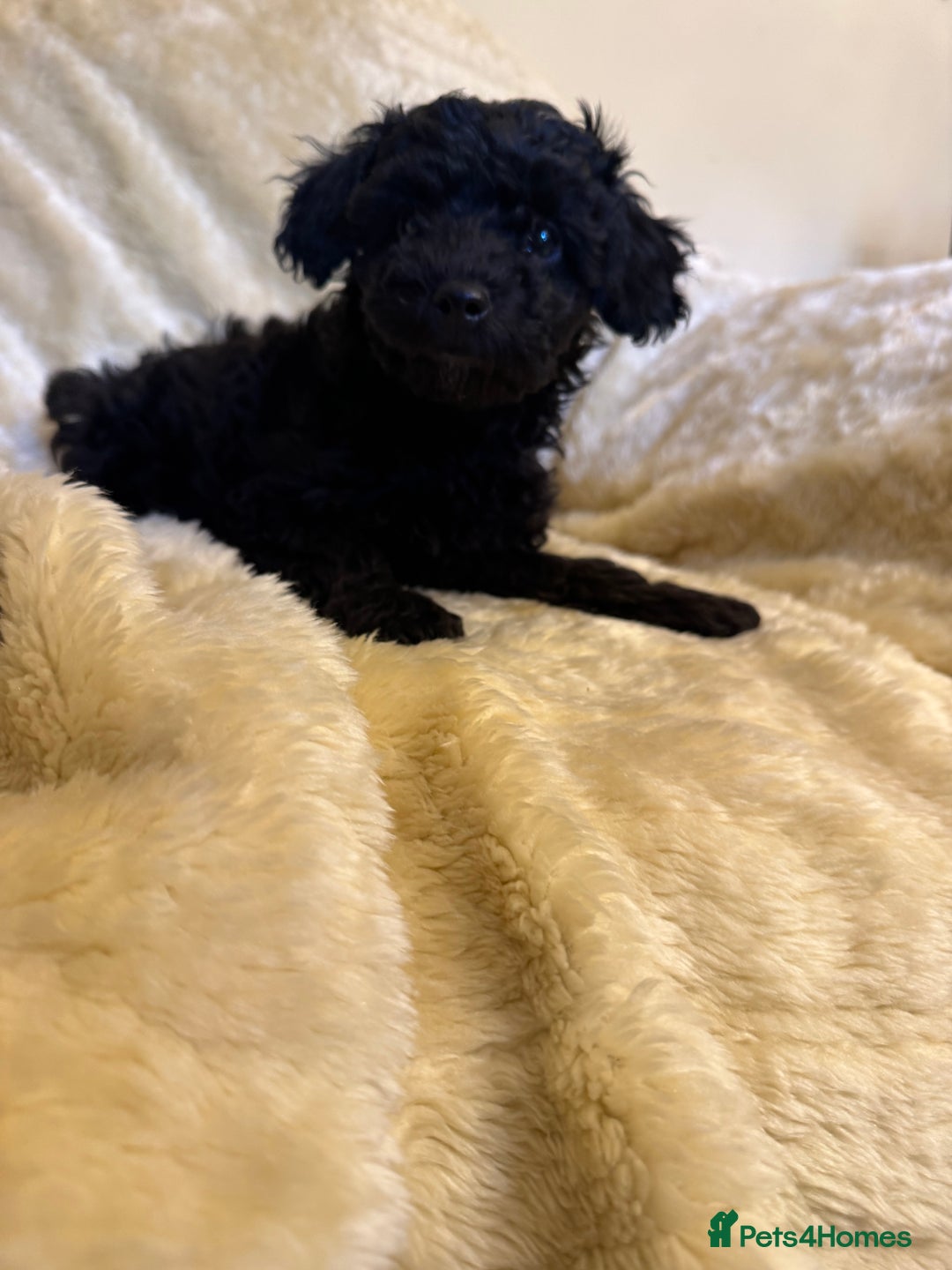 Toy Poodle dogs for sale: adorable toy poodle pups health tested  - Advert 8