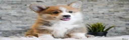 Welsh Corgi Pembroke dogs for sale: Welsh Corgi (Pembroke) - Advert 3
