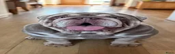 English Bulldog dogs for sale: British Bulldog Lilac & Tan Male in Great Yarmouth - Advert 4