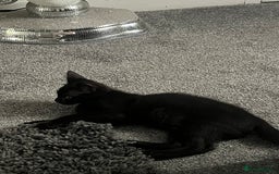 Mixed Breed cats for sale: Kitten - Image 2