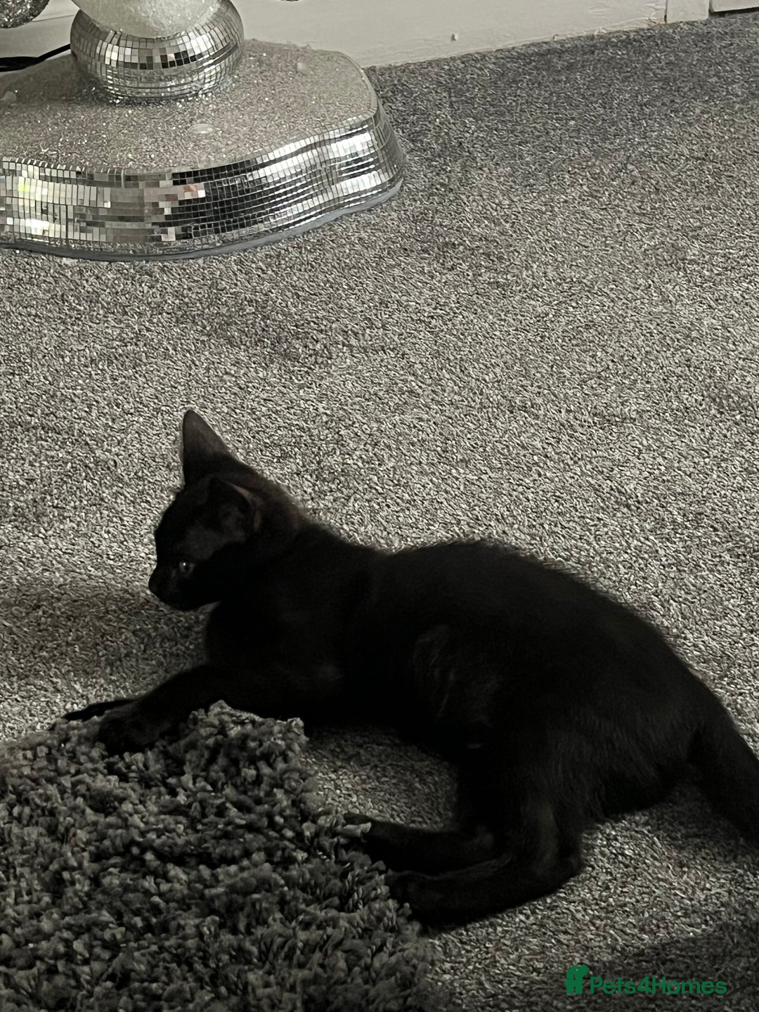 Mixed Breed cats for sale: Kitten - Image 2