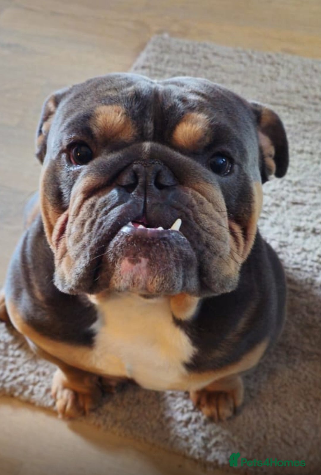 English Bulldog dogs for stud: Stunning English Bulldog for STUD ONLY  - Advert 4