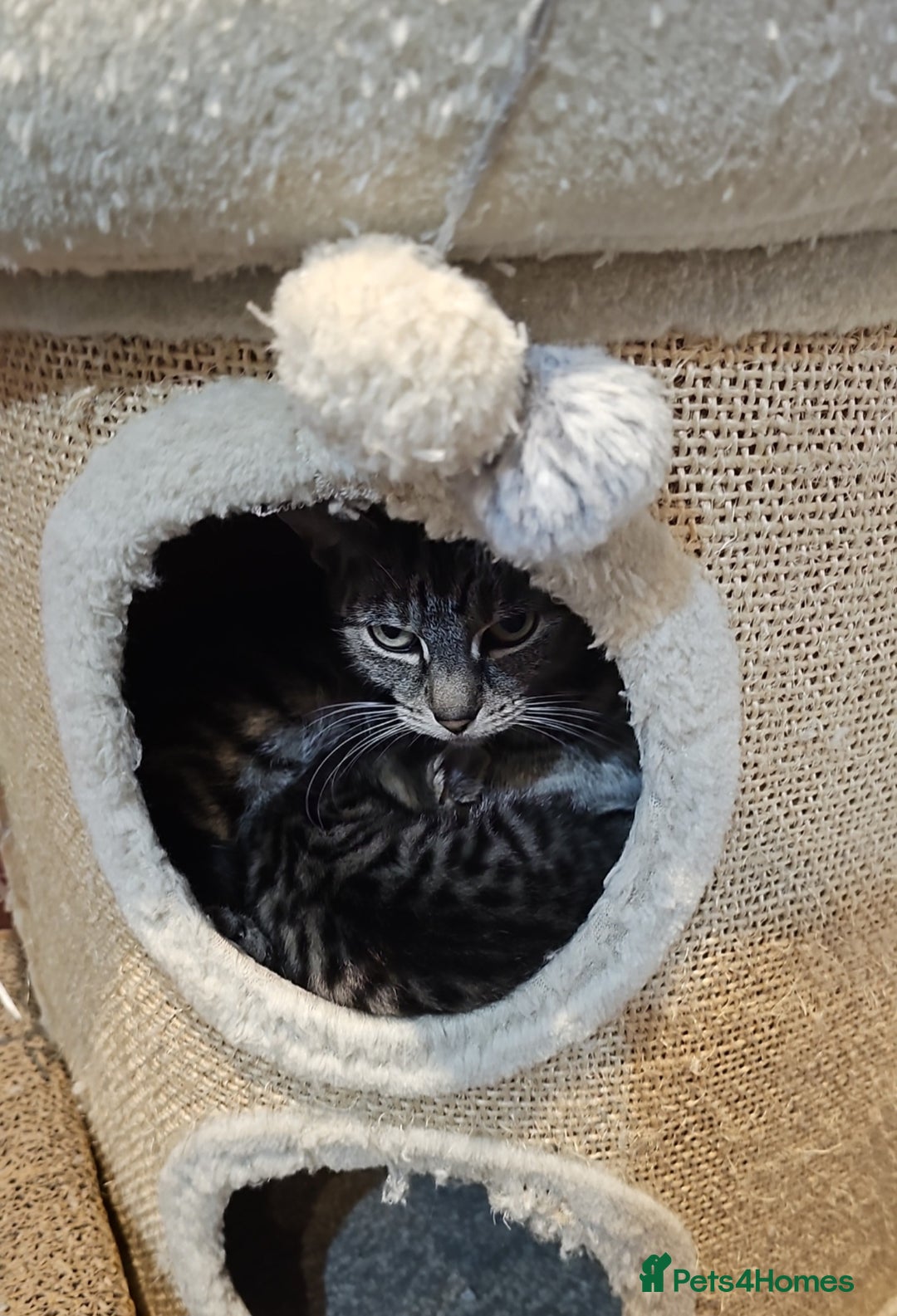 Mixed Breed cats for sale: Gorgeous kittens  - Advert 3