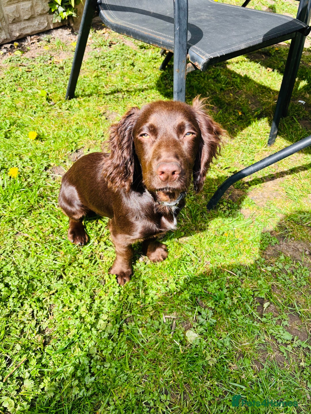 Cocker Spaniel dogs for sale: 1female 1male 7 month old puppies - Image 6