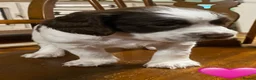 Sprocker dogs for sale: Sproker puppies born 21/9/2026 - Advert 10