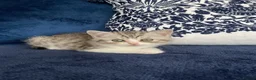 British Shorthair cats for sale: Beautiful British shorthair kittens - Advert 3