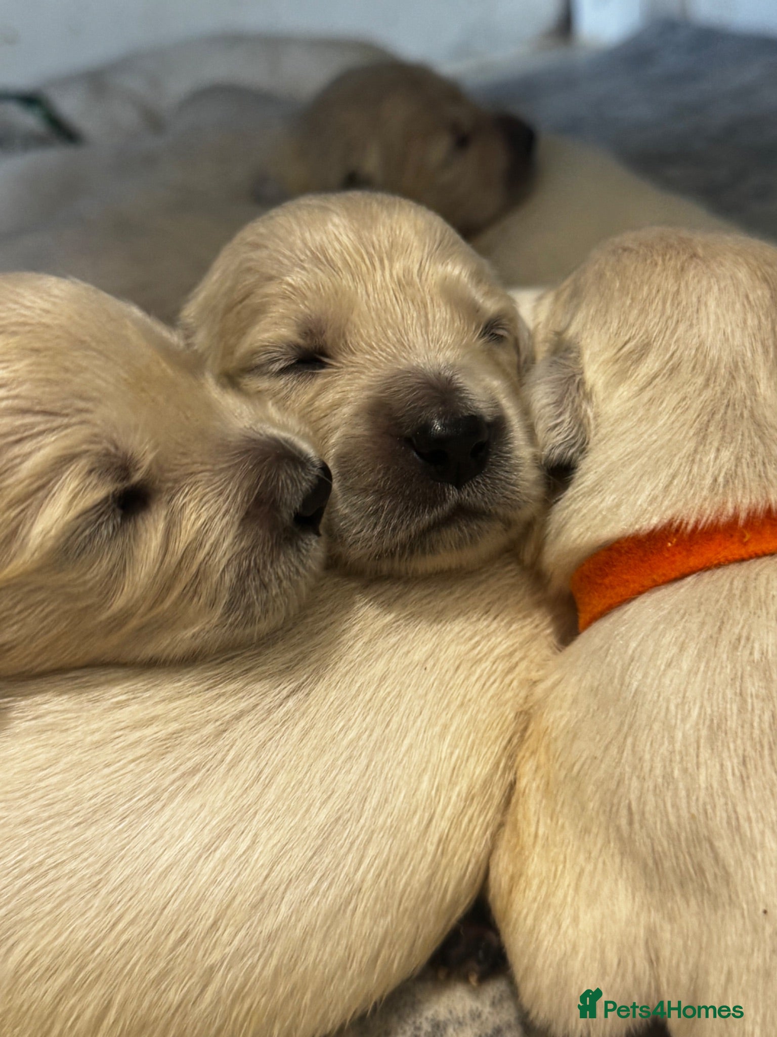 Golden Retriever dogs 9 exceptional Golden retriever  - Advert 2
