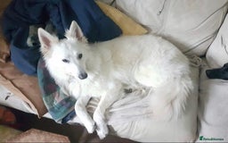 White Swiss Shepherd dogs for adoption: Selkie, White Swiss Shepherd in need of new home.  - Image 4