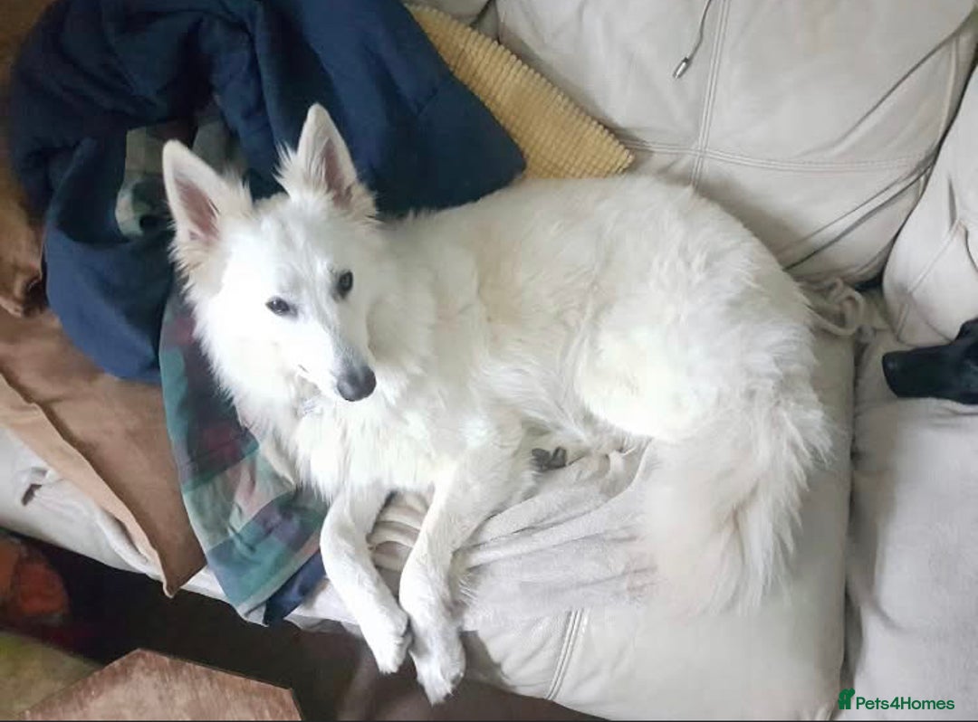 White Swiss Shepherd dogs for adoption: Selkie, White Swiss Shepherd in need of new home.  - Image 4