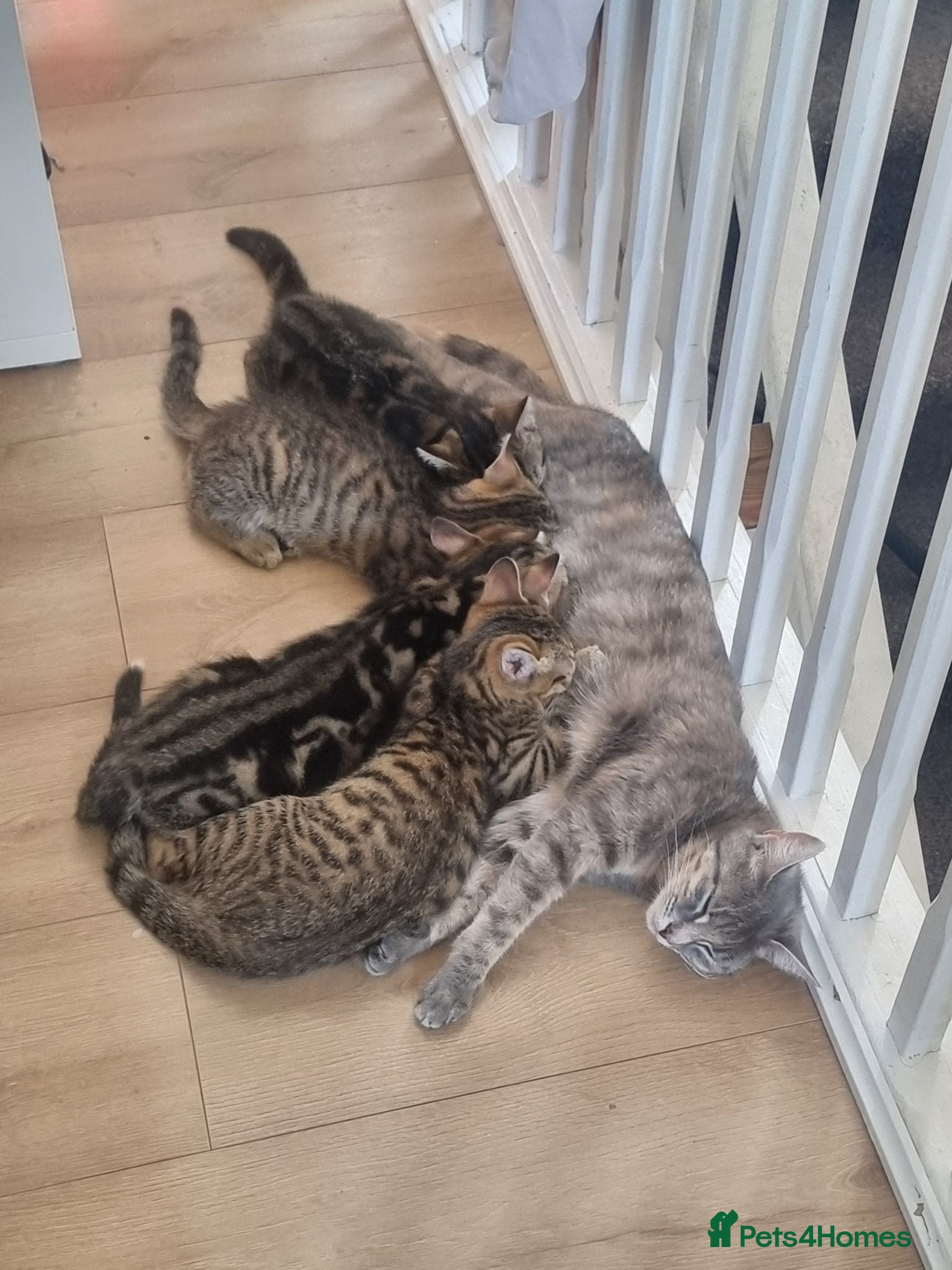 Domestic Shorthair cats Beautiful kittens for sale /see pictures - Advert 21