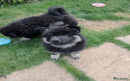 Eurasier dogs for sale: Eurasier Puppies KC Registered in Northampton - Image 10