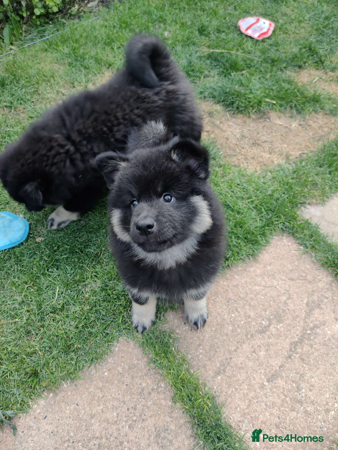 Eurasier dogs for sale: Eurasier Puppies KC Registered in Northampton - Image 10