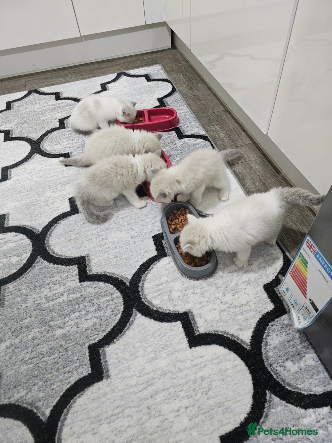 Ragdoll cats for sale: 🐱Kittens Ragdoll Bicolor. 3 Boys and 2 Girls  - Advert 13