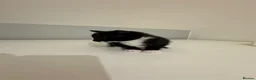 Mixed Breed cats for sale: Beautiful kittens for sale in London - Advert 12