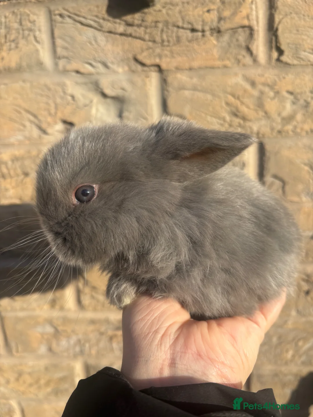 Mini Lop rabbits for sale: Mini lop  in Hull - Advert 1