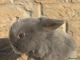 Mini Lop rabbits Mini lop - Advert 1