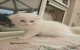 Scottish Fold cats for sale: Scottish folds with hearts of gold - Image 4