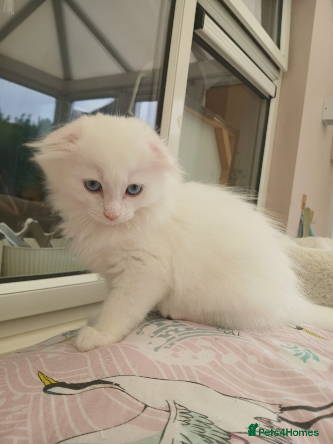 Scottish Fold cats for sale: Scottish folds with hearts of gold - Image 4