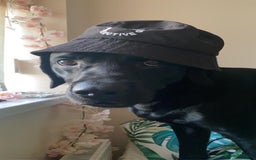 Labrador Retriever dogs for stud: Riley  in Leicester - Image 6