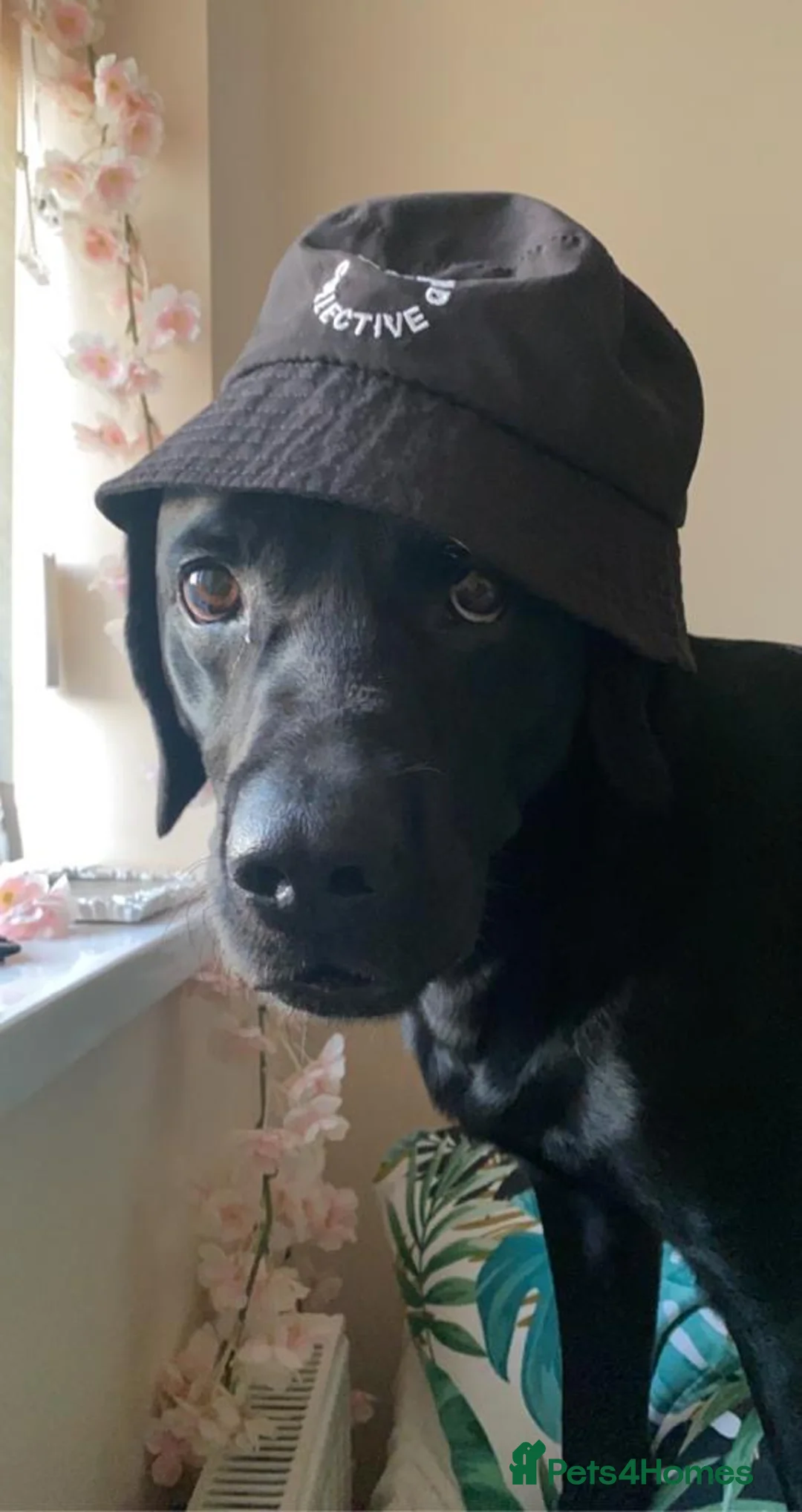 Labrador Retriever dogs for stud: Riley  in Leicester - Advert 6