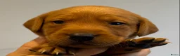 Labrador Retriever dogs for sale: EXCEPTIONALLY WELL BRED FOX RED LABRADOR PUPPIES  - Advert 28